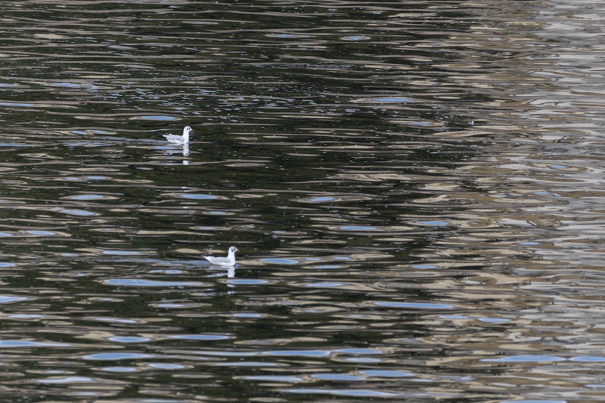 Black-headed Gull - ML646816387