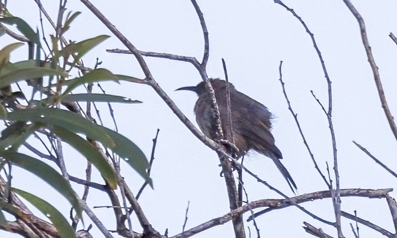 Dusky Myzomela - ML646816388