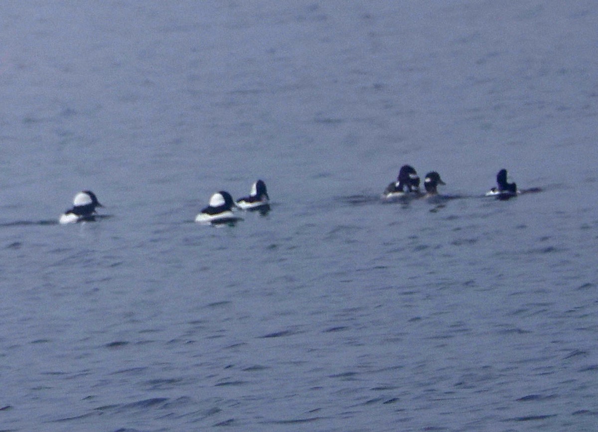 Гоголь-головастик - ML646816389