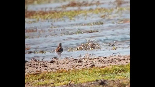 Sharp-tailed Sandpiper - ML646816393