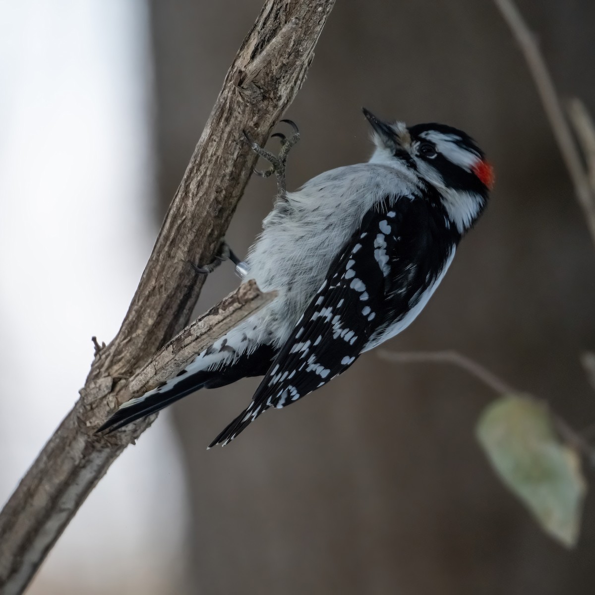 Pico Pubescente - ML646816395