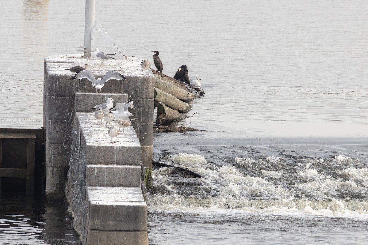 Caspian Gull - ML646816398