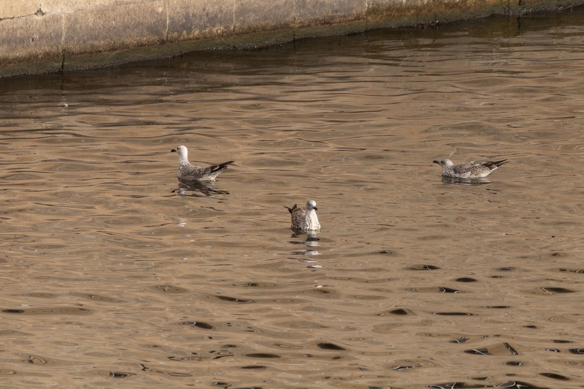Caspian Gull - ML646816399