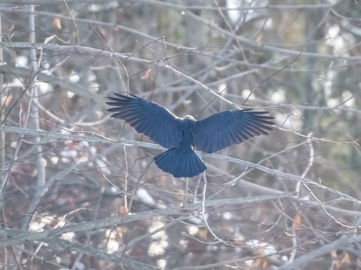 Cuervo Americano - ML646816401