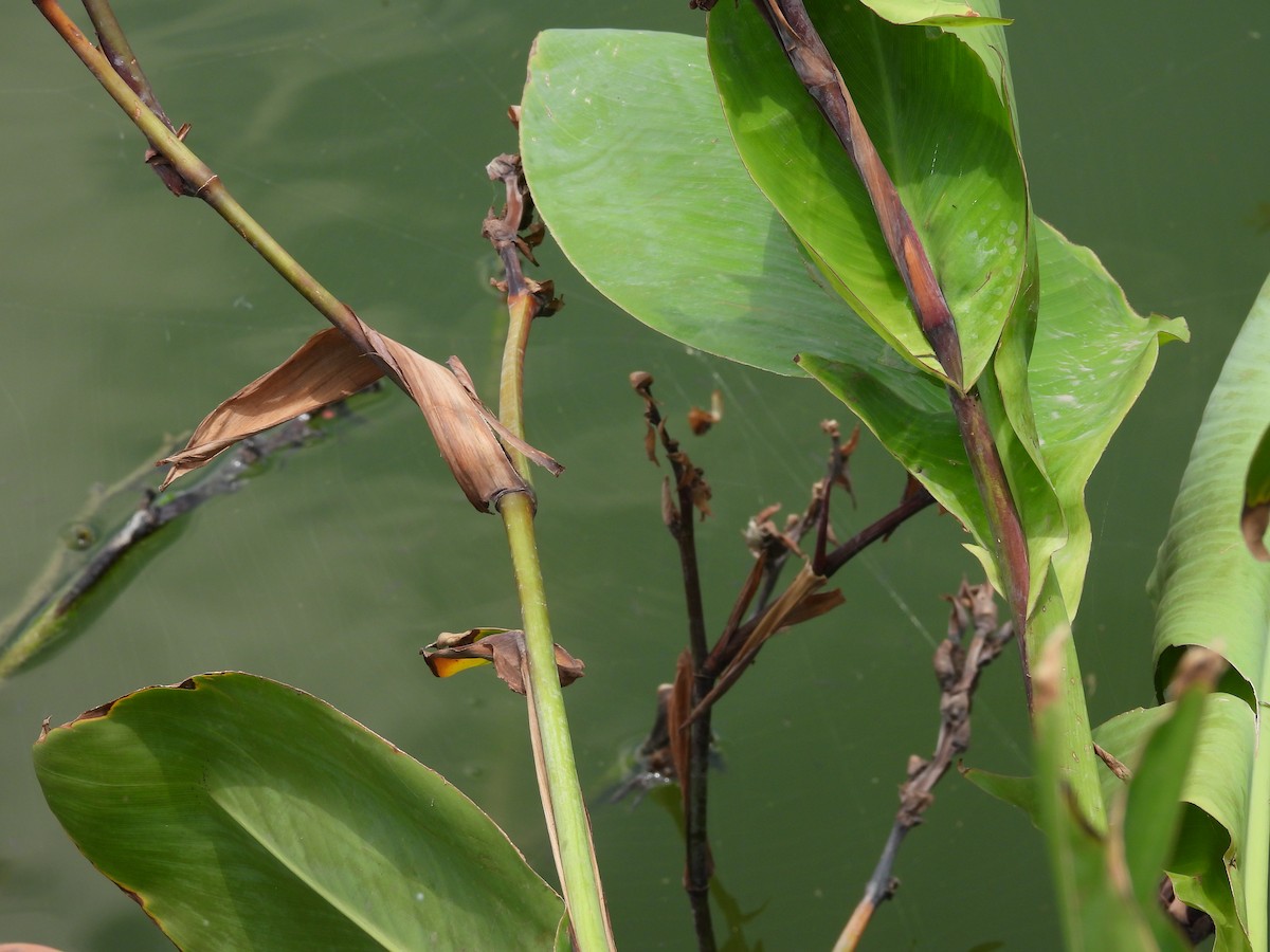 Animals - ML646816406