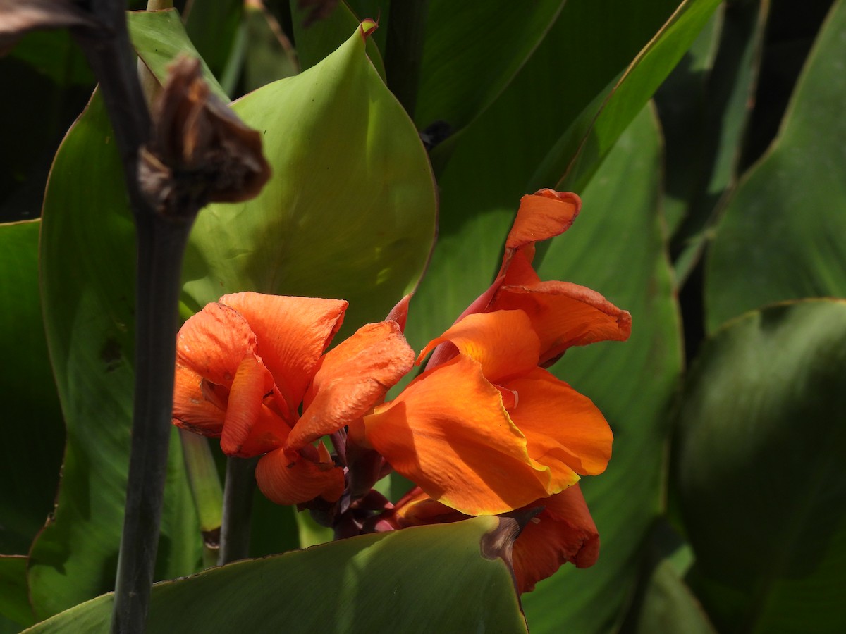 Animals - ML646816407