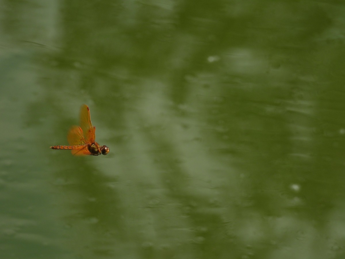 Animals - ML646816408