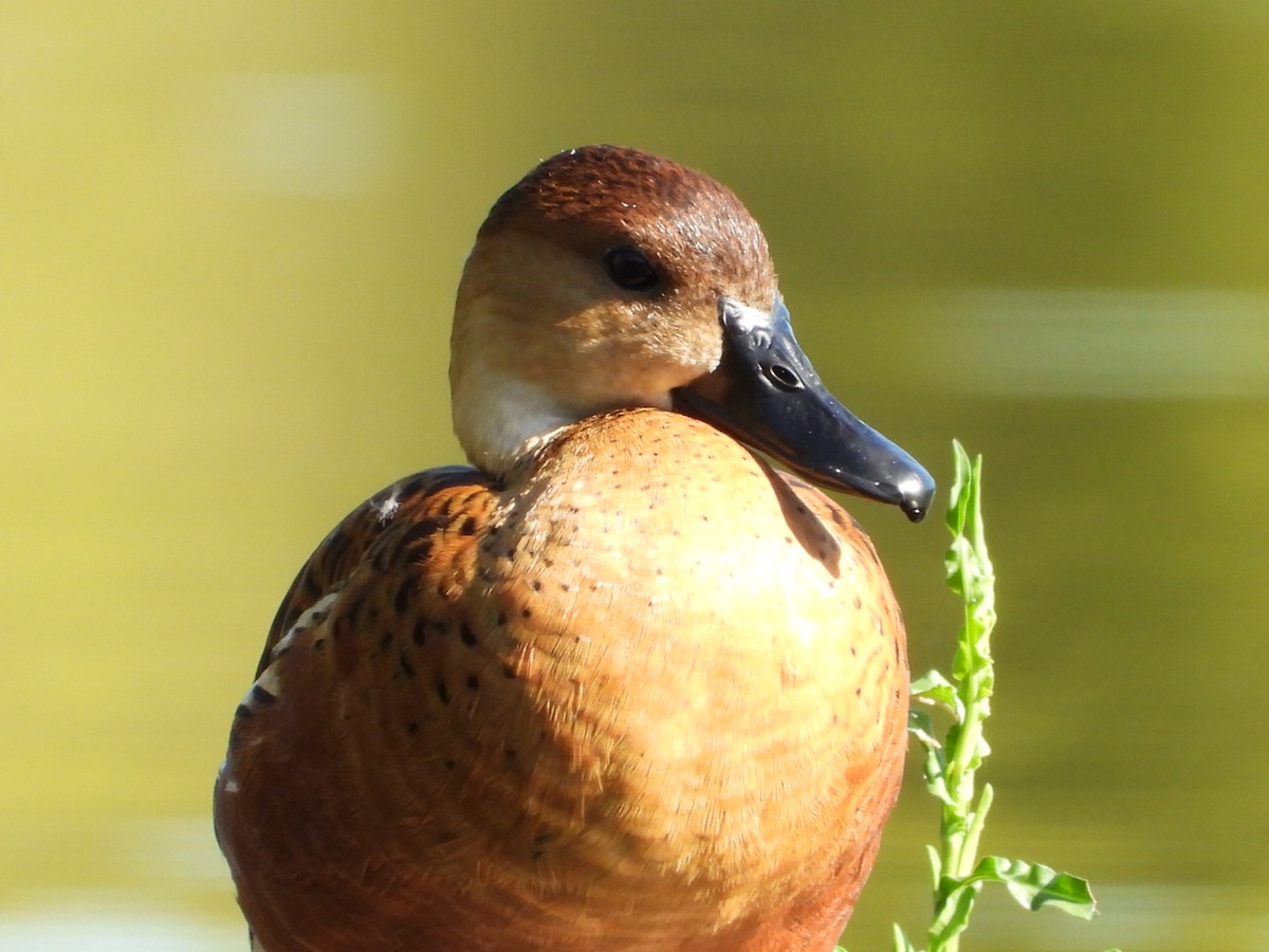 Wandering Whistling-Duck - ML646816409