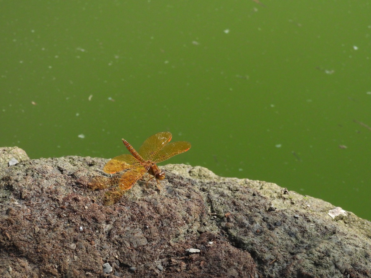 Animals - ML646816410