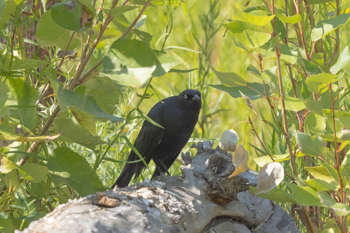 Brewer's Blackbird - ML646816411