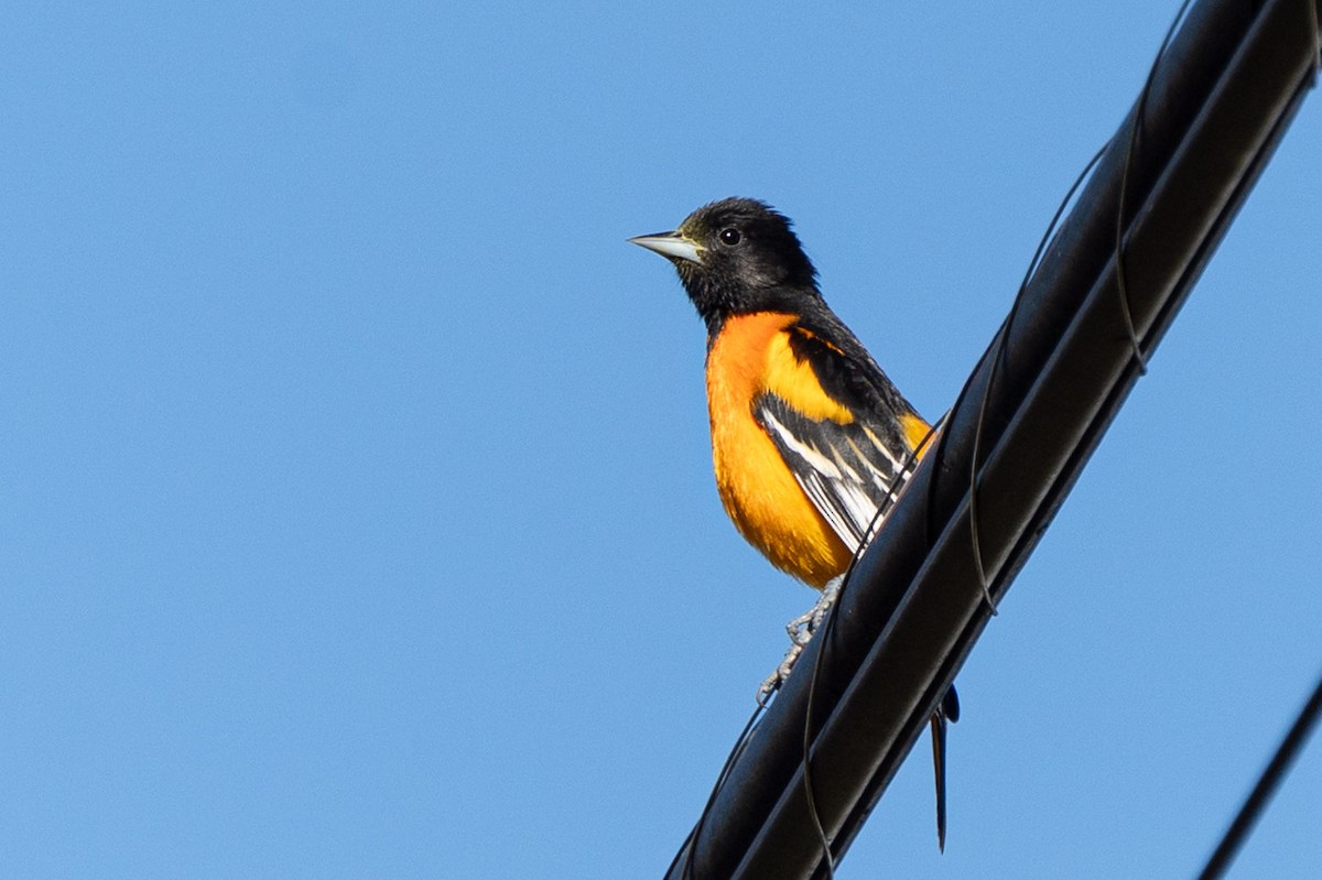 Baltimore Oriole - ML646816412