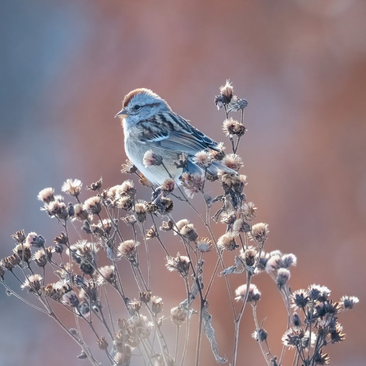 American Tree Sparrow - ML646816413
