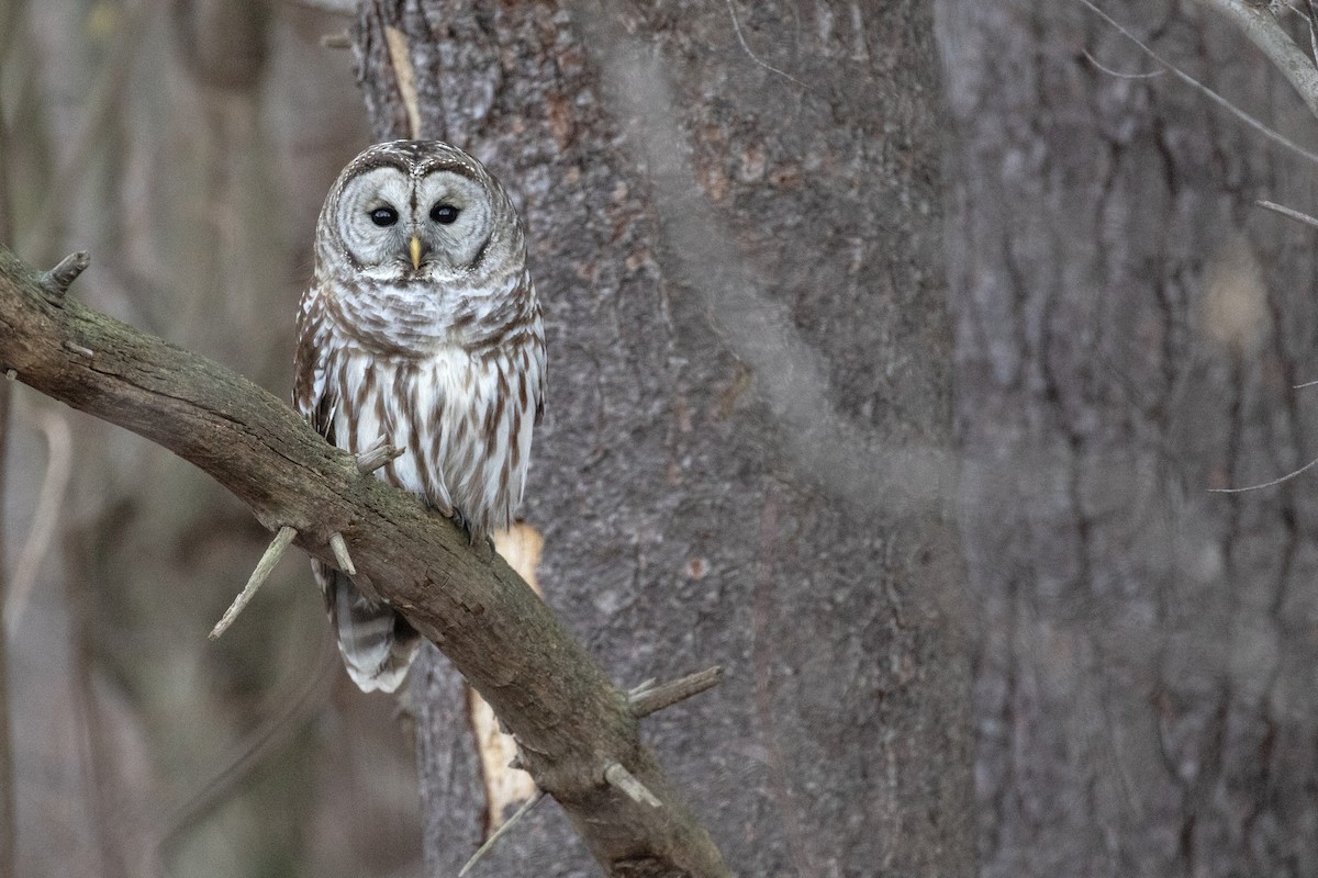Barred Owl - ML646816414