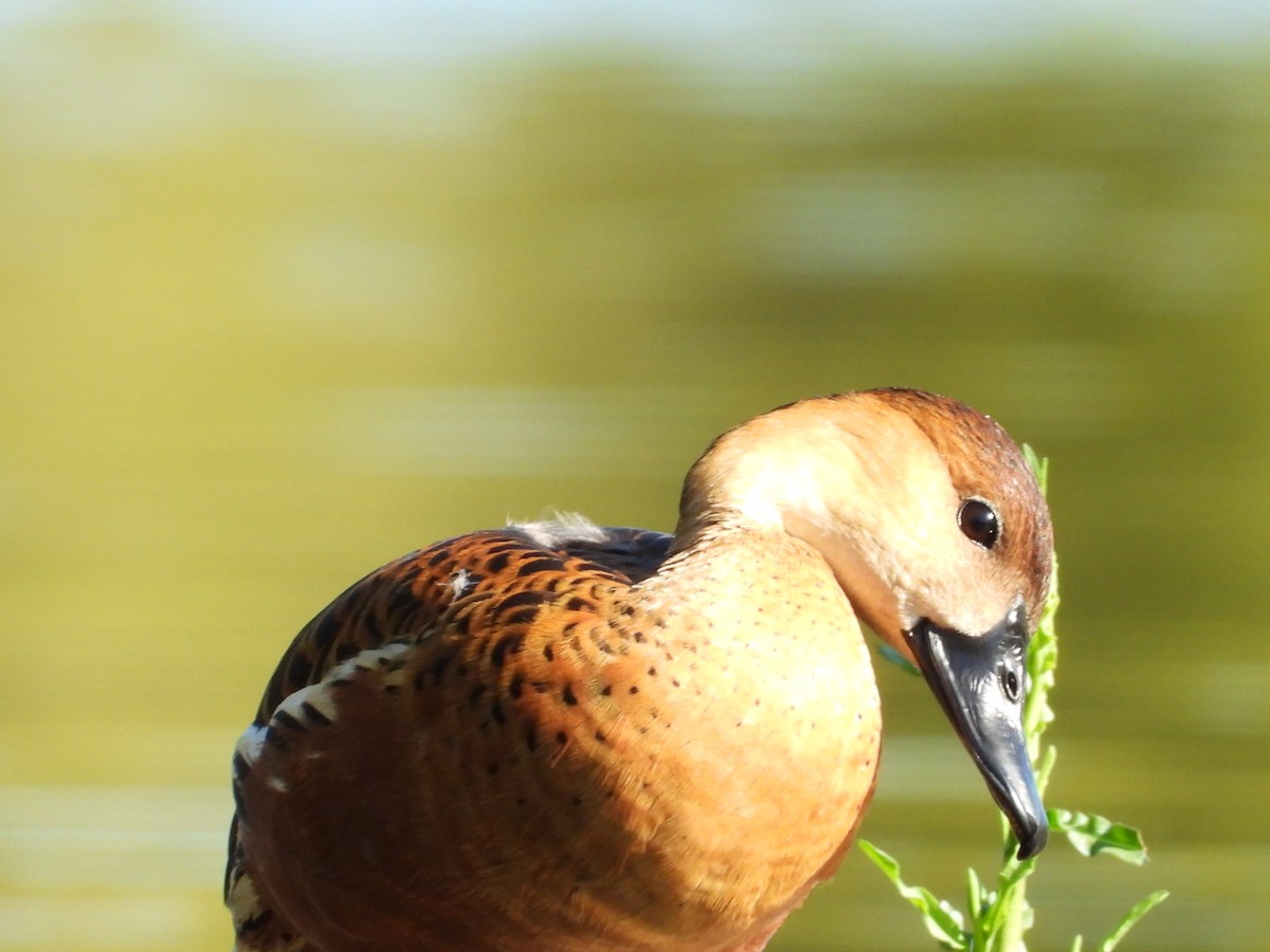 Wandering Whistling-Duck - ML646816415