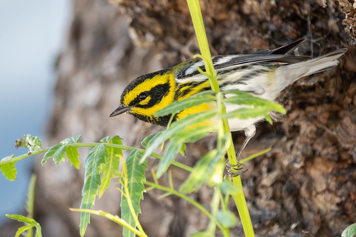 Townsend's Warbler - ML646816416