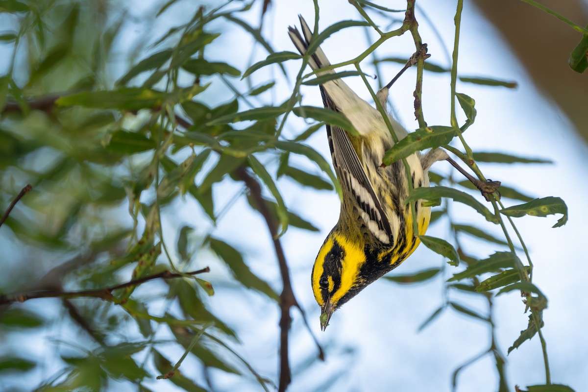 Townsend's Warbler - ML646816417