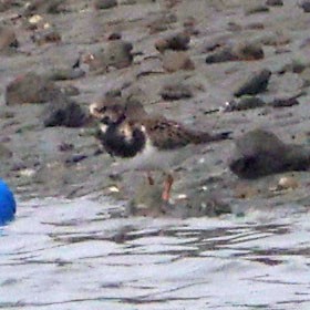 Камнешарка - ML646816418