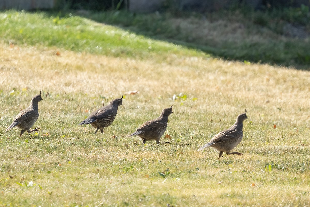 California Quail - ML646816419
