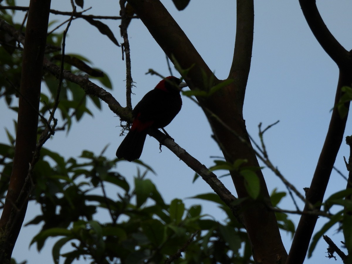 Crimson-collared Tanager - ML646816420
