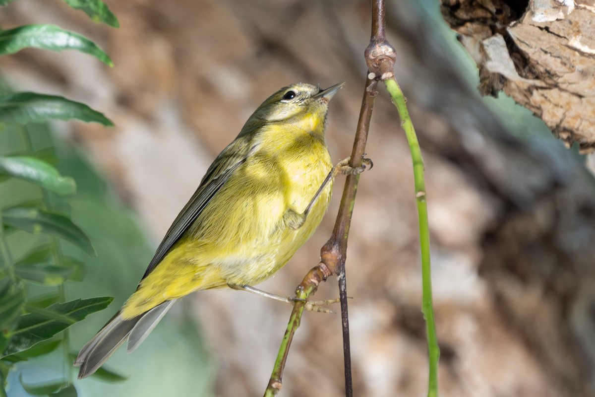 Orange-crowned Warbler - ML646816421