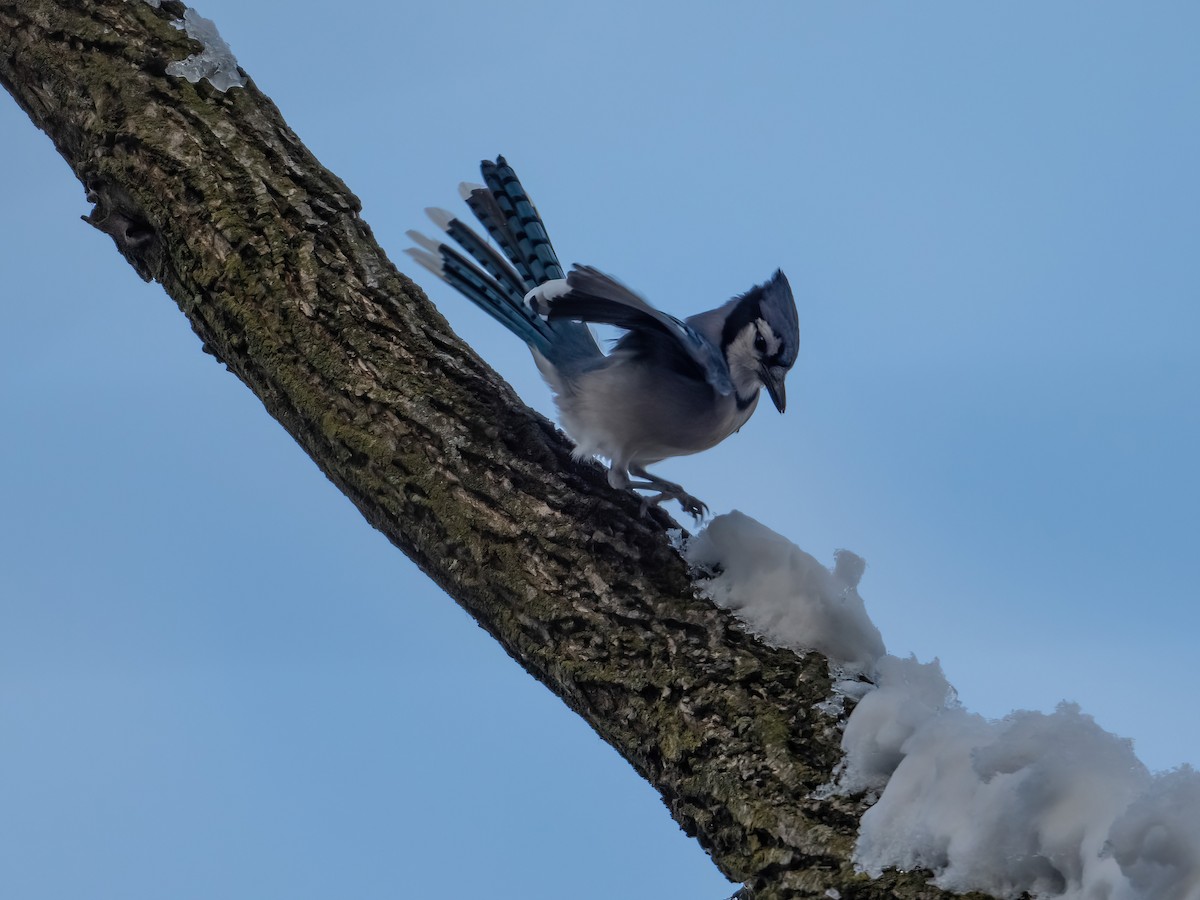 Blue Jay - ML646816422