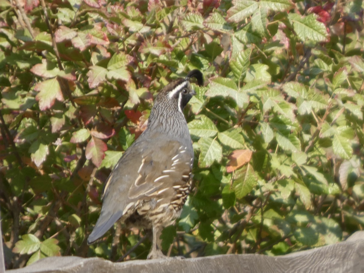 California Quail - ML646816424