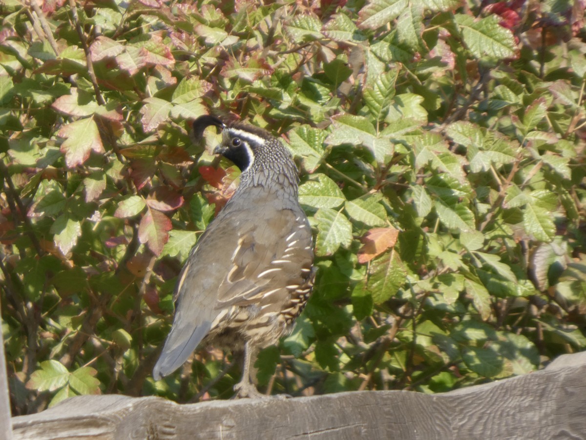 California Quail - ML646816425