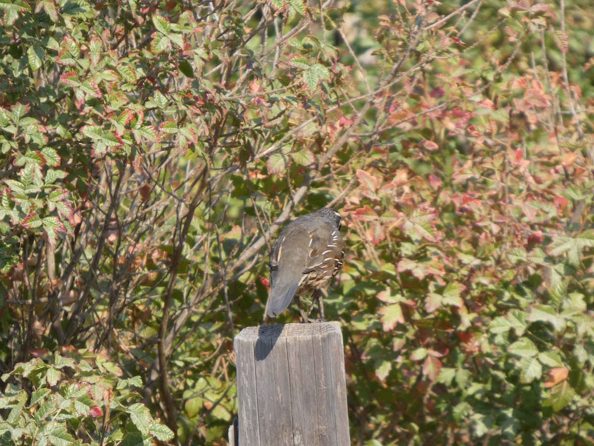 California Quail - ML646816426