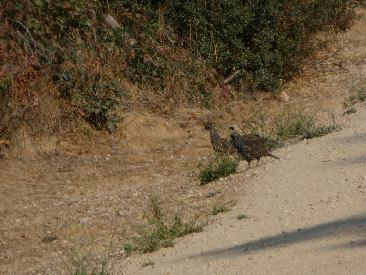 California Quail - ML646816427