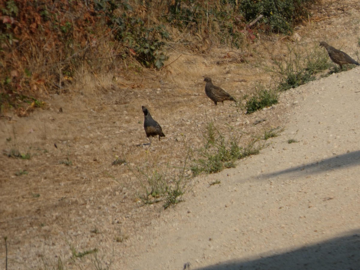 California Quail - ML646816428