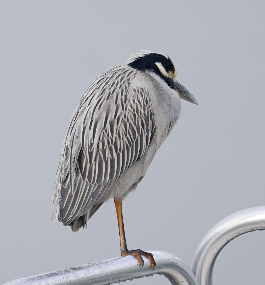 Крабовая кваква - ML646816430