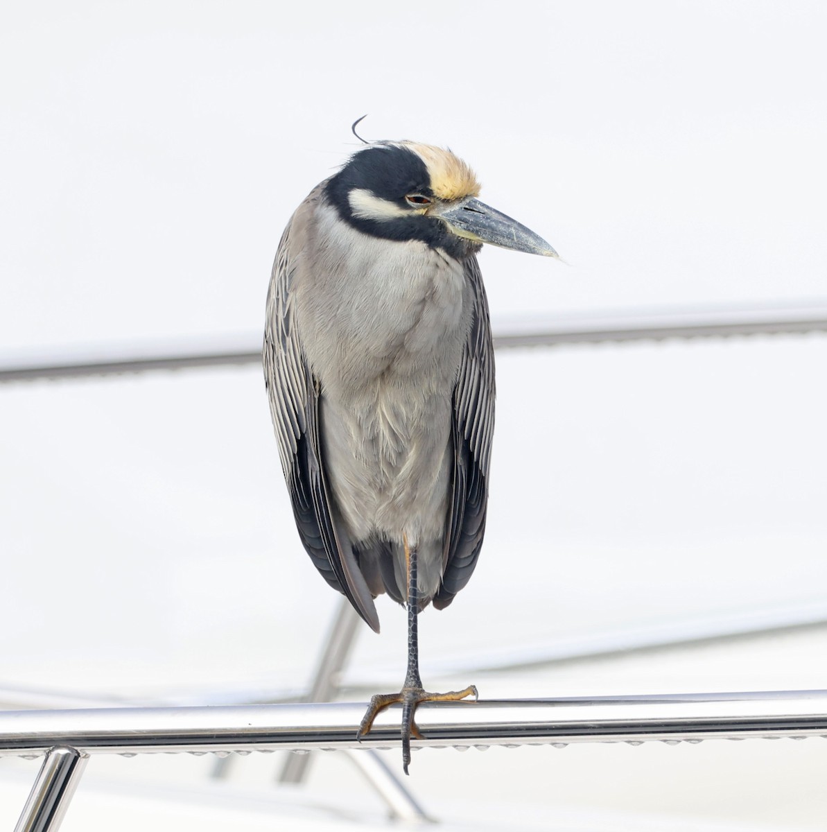 Крабовая кваква - ML646816431