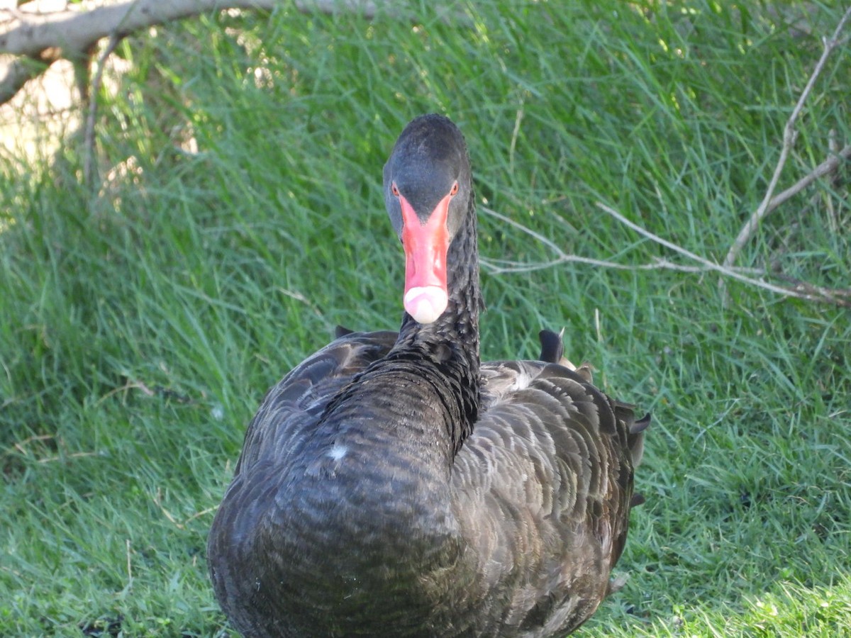 黑天鵝 - ML646816433