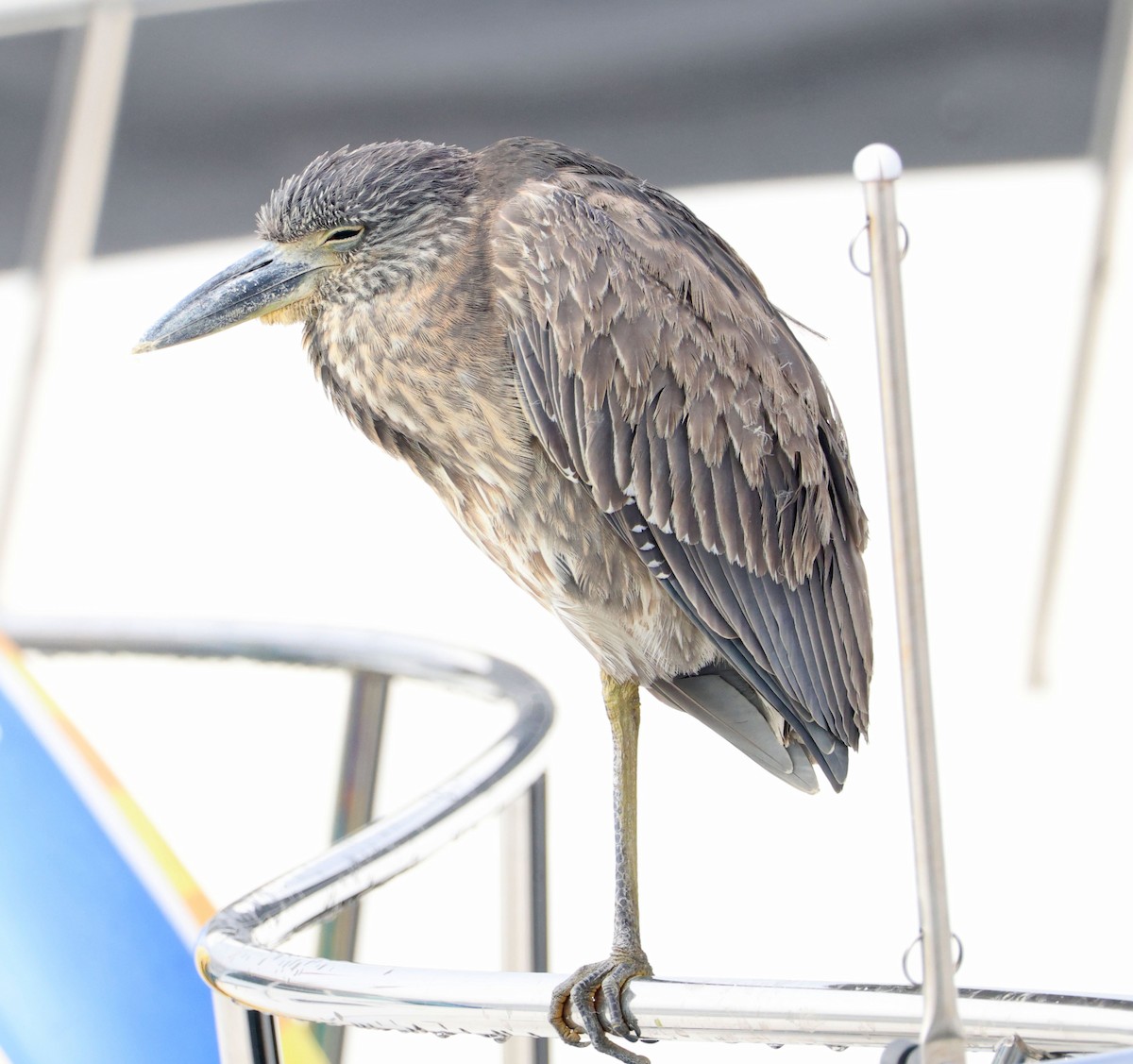 Крабовая кваква - ML646816434