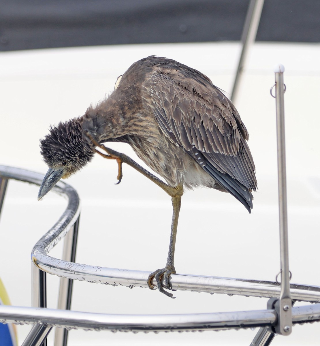 Крабовая кваква - ML646816435