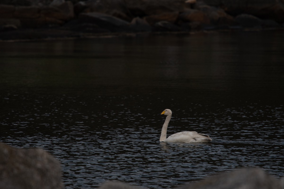 黃嘴天鵝 - ML646816437