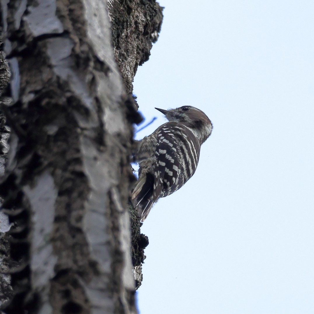 Japanese Pygmy Woodpecker - ML646816438