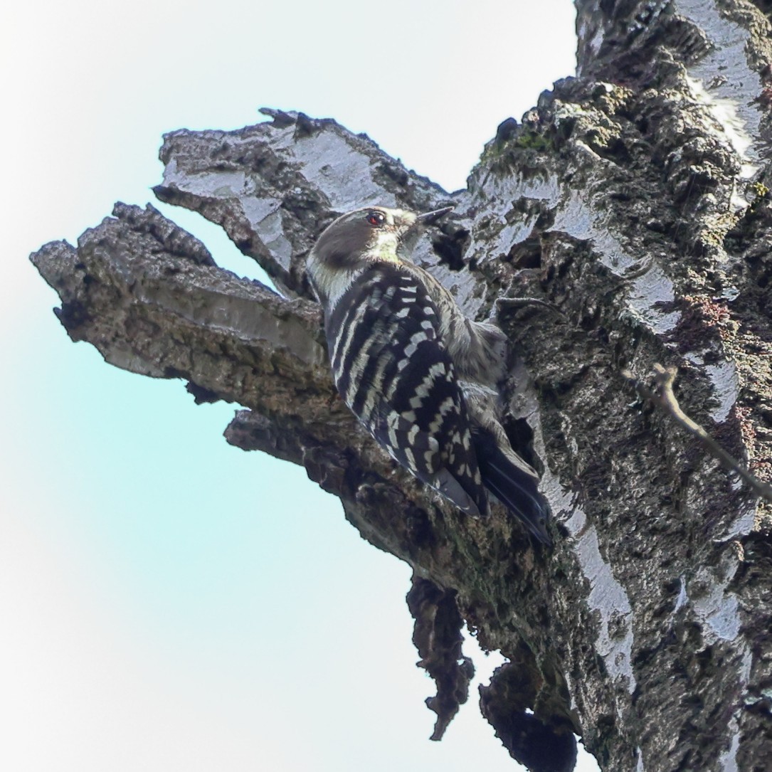Japanese Pygmy Woodpecker - ML646816439
