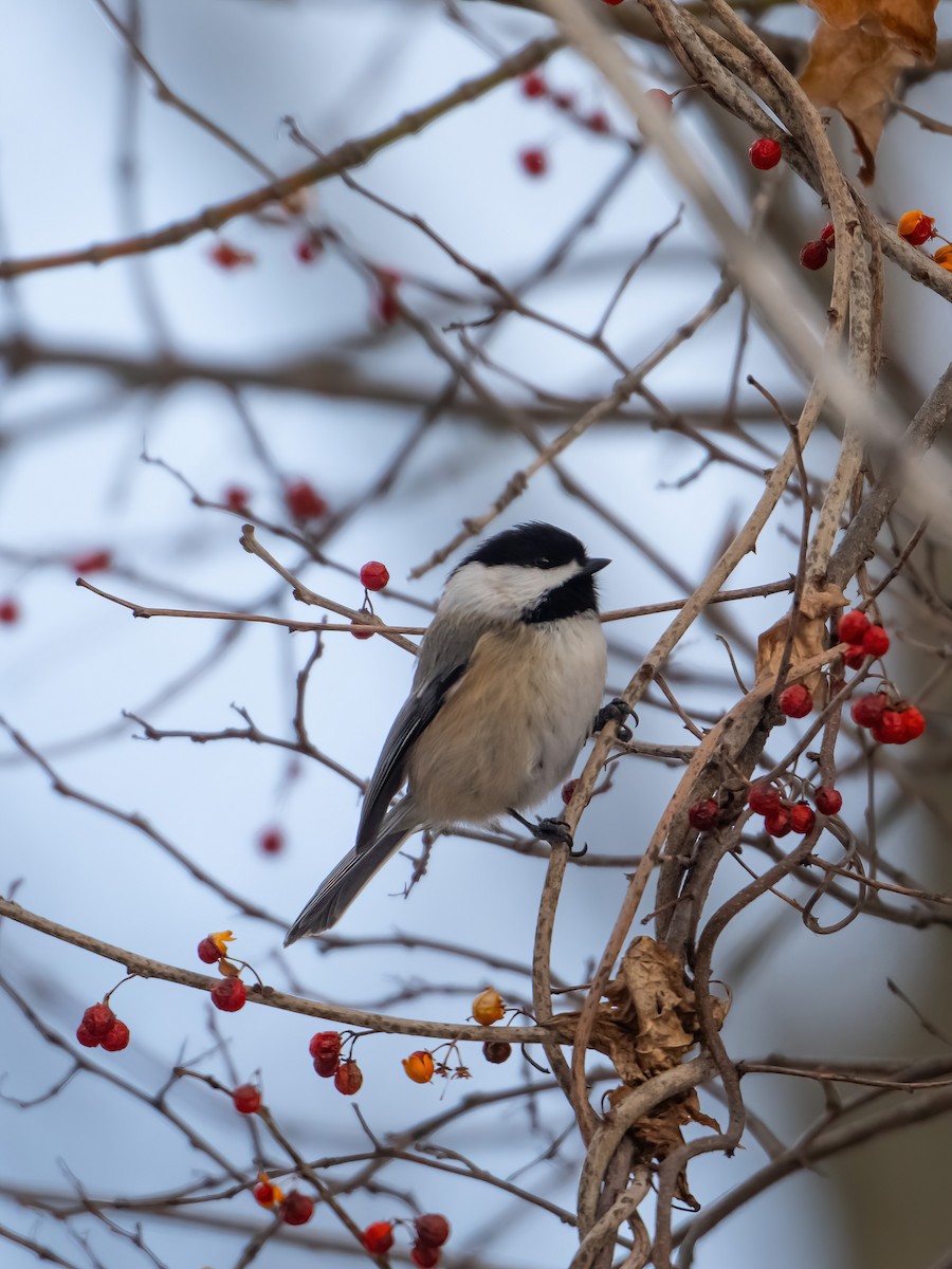 Black-capped Chickadee - ML646816442