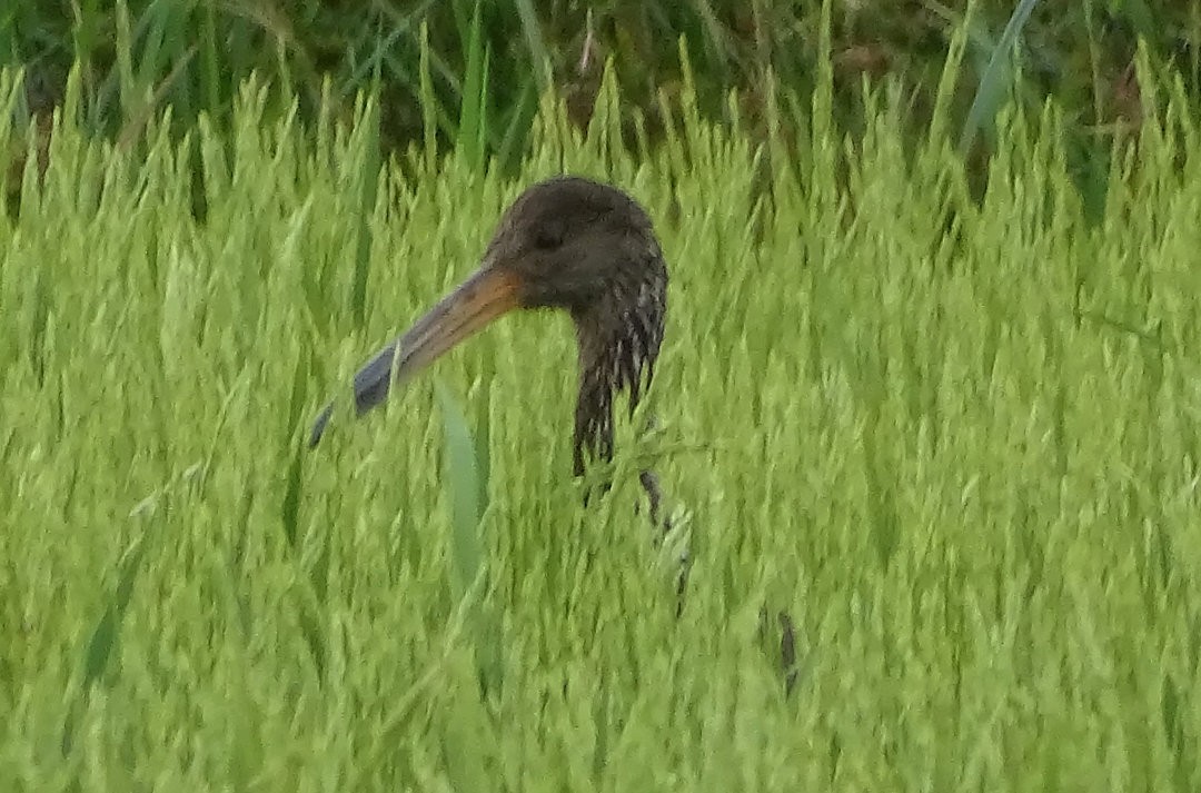 Limpkin - ML646816444