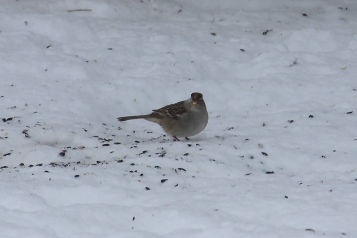 strnadec bělopásý - ML646816445
