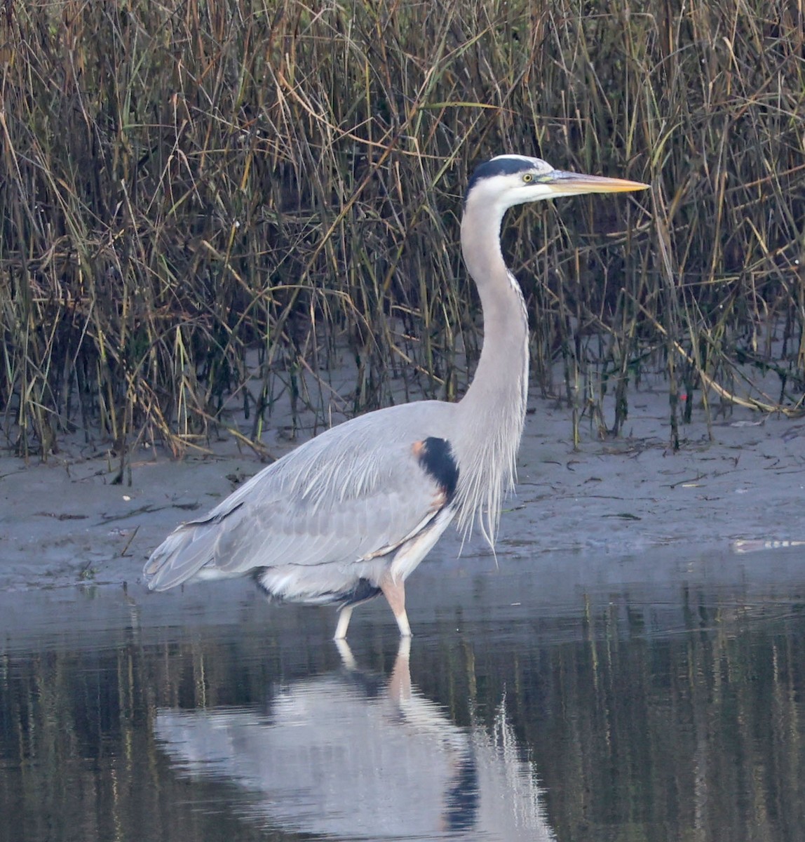 Большая голубая цапля - ML646816446