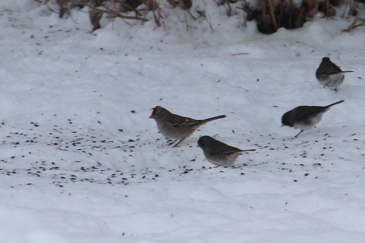 strnadec bělopásý - ML646816447