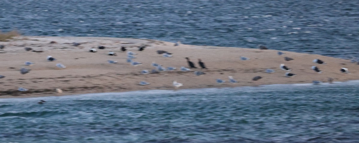 Cormorán Orejudo - ML646816448