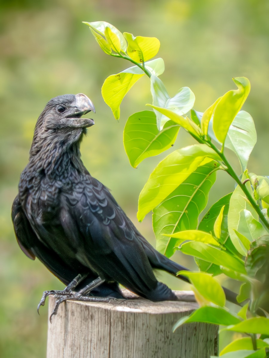 Düz Gagalı Ani - ML646816449