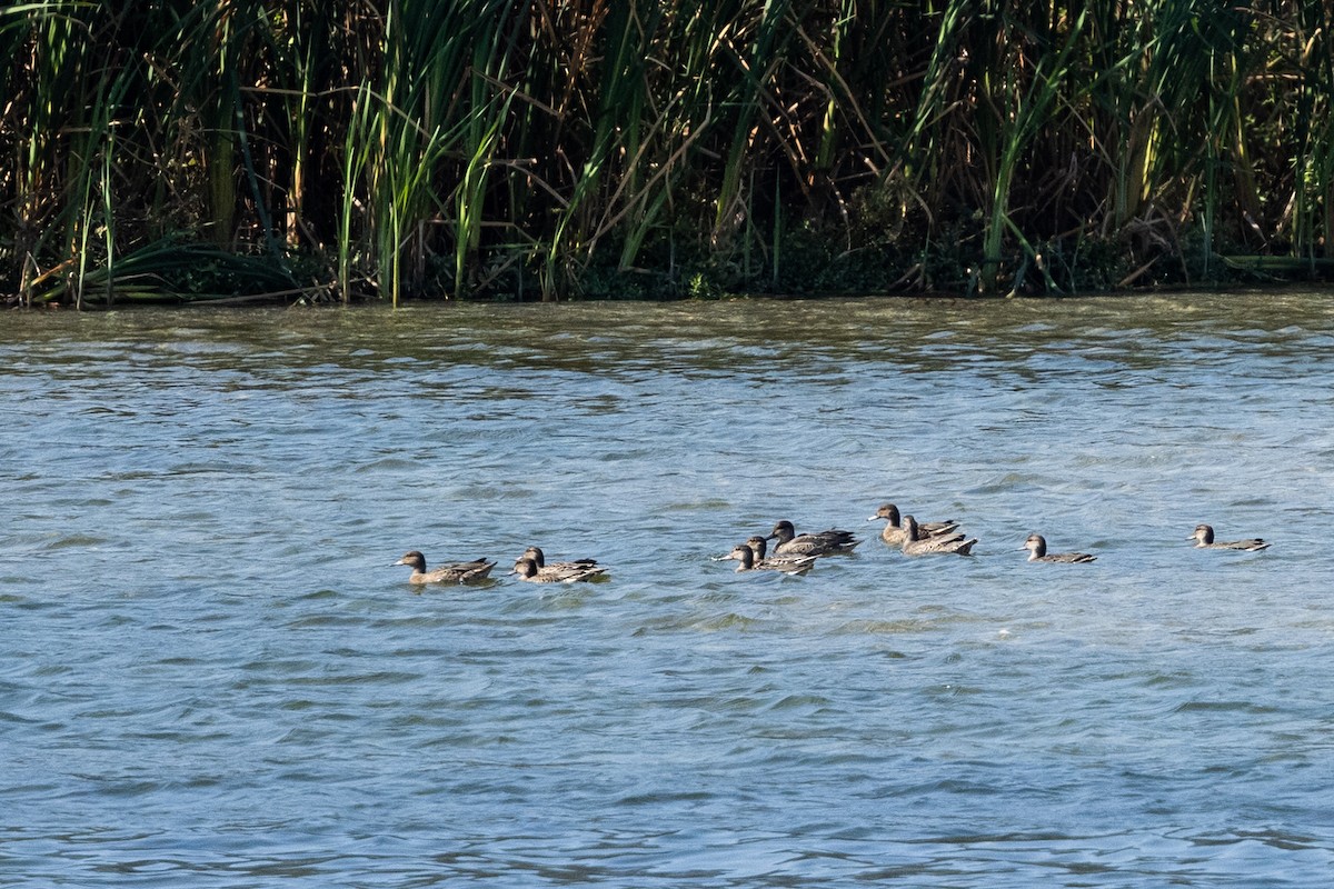 Green-winged Teal - ML646816453