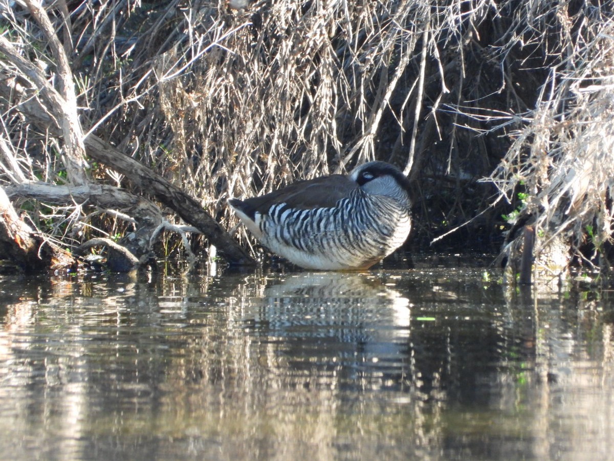 Pink-eared Duck - ML646816454