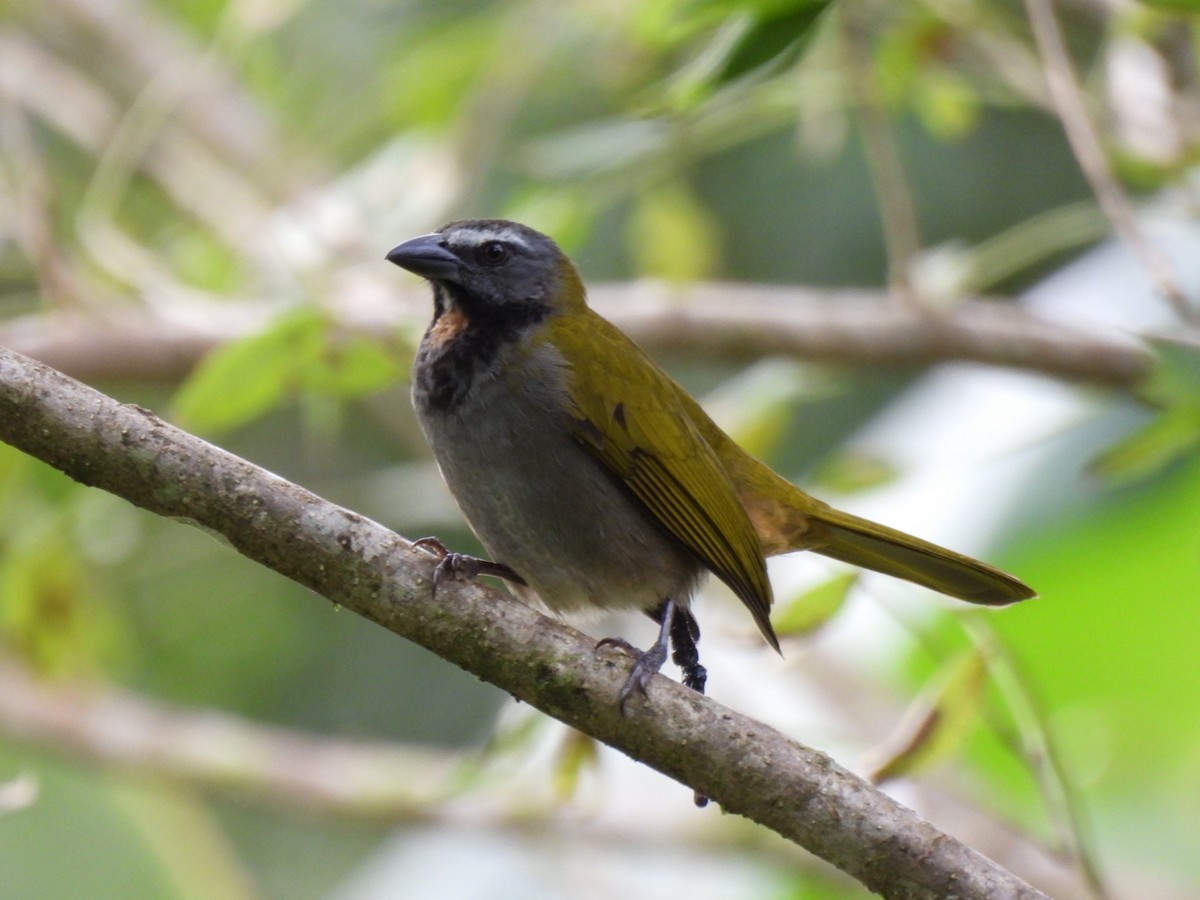 Buff-throated Saltator - ML646816460