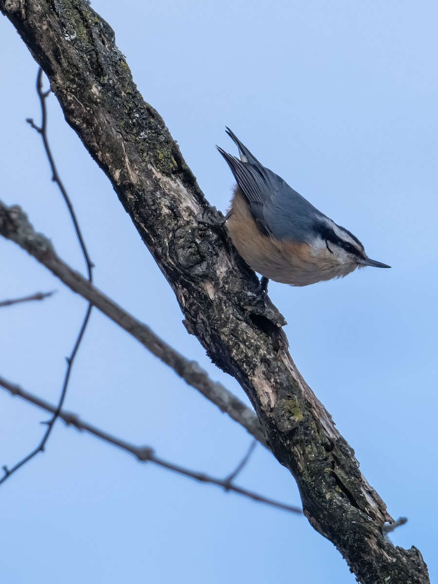 Trepador Canadiense - ML646816461