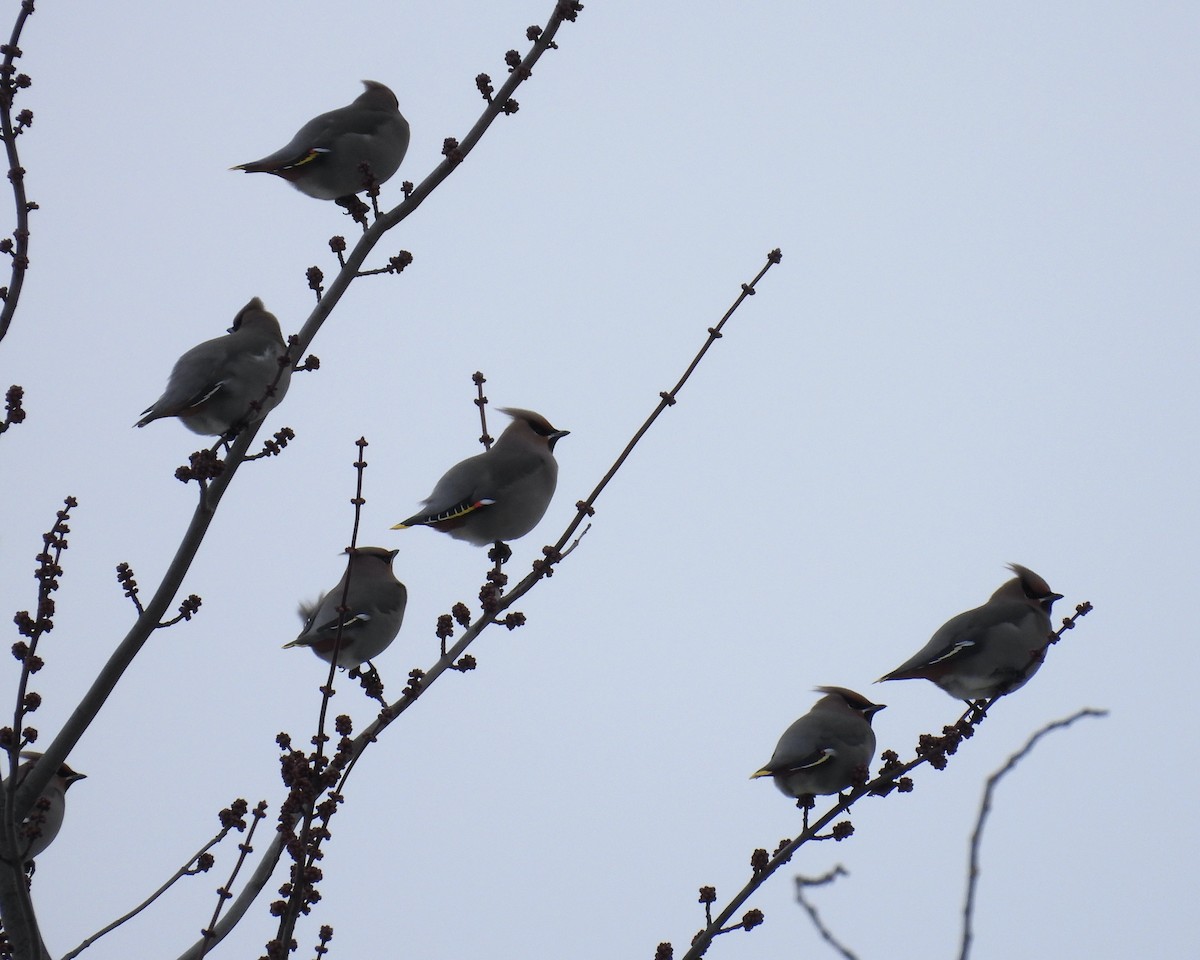 Bohemian Waxwing - ML646816463